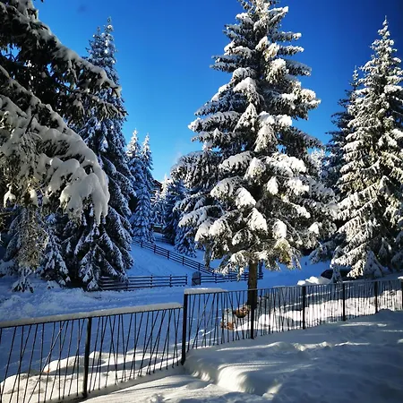 Pinetree 亚霍里纳