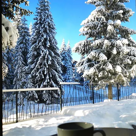 Pinetree * 亚霍里纳